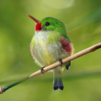 Jamaican Tody